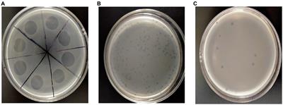 Biological characteristics of the bacteriophage LDT325 and its potential application against the plant pathogen Pseudomonas syringae
